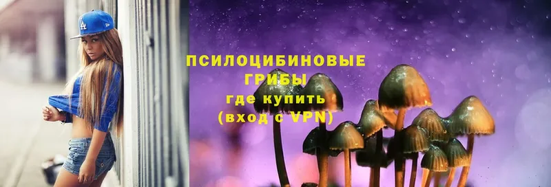 Псилоцибиновые грибы Psilocybe  дарнет шоп  Ладушкин 